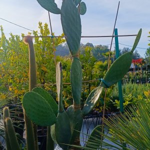 Opuntia ficus-indica (Opuncia) 'INDICA' - kont. C35L, výška 130-150 cm (-5°C)